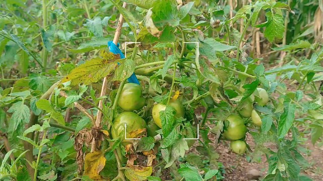 菜园里的番茄熟啦