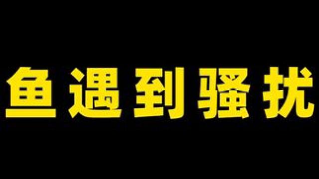 连给我打骚扰电话的妹子，都不愿意做我女朋友 #人人都是钓鱼大师 #欢乐钓鱼大师