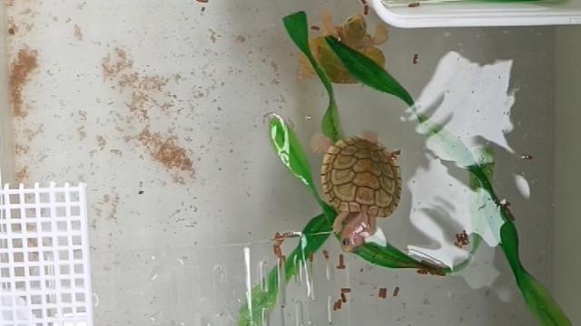 入秋了该入什么龟