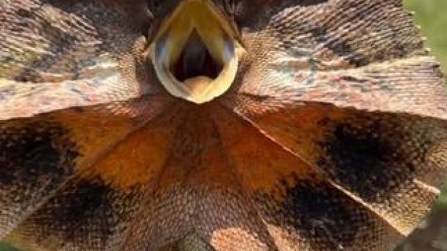 恐龙系列 #国外视频分享 #野生动物零距离 #奇妙的动物