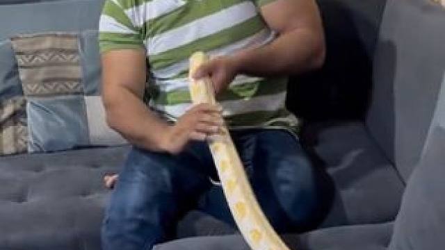 宠物黄金蟒 #国外视频分享 #奇妙的动物 #宠物