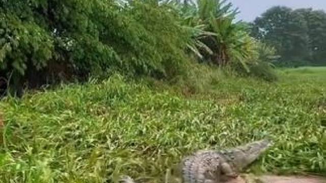 喂鳄鱼 #国外视频分享 #野生动物零距离 #鳄鱼