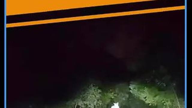 开车遇到生灵拦路千万要注意！#带你懂车 #行车注意事项