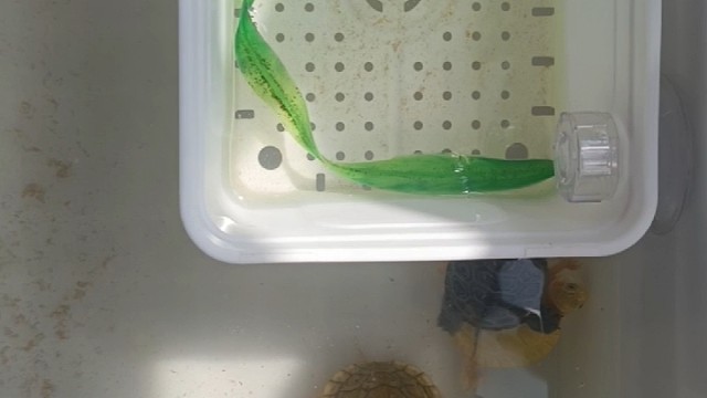 只要乌龟健康，正常情况下乌龟不会溺水