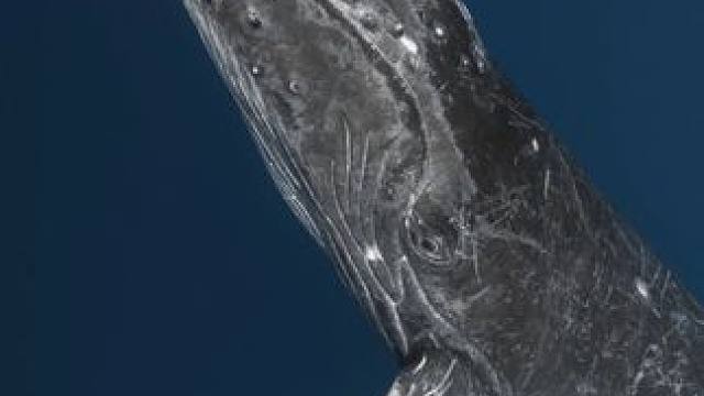 优雅地转身，留给我们满心震撼
#旅行推荐官 #旅行 #保持热爱奔赴山海 #海洋生物