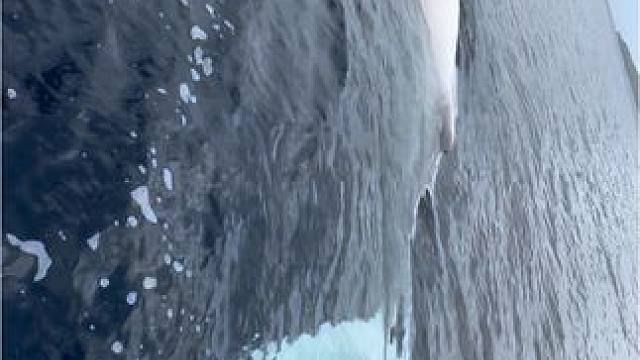 白化小座头鲸天使在我们船边
今天她在水下跟我们一起玩了2个多小时，对这个世界特别好奇。
太幸运啦！希