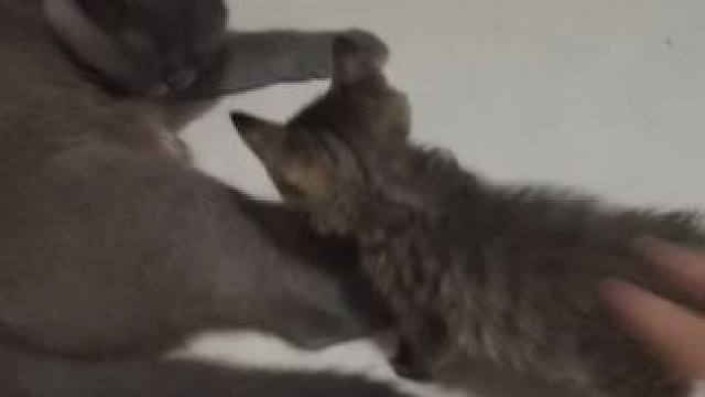 关于投喂了半个月，猫妈把独苗带来见我这件事 #捡了个猫 #流浪猫