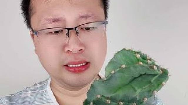 撒哈拉旋风冰淇淋 #仙人掌 #快来一起尝个鲜 #秀出我的菜 #硬菜