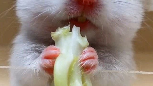 沉浸式吃油麦菜根