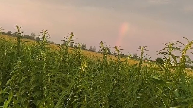 夕阳遇见彩虹