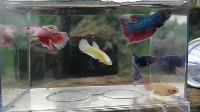 斗鱼繁殖