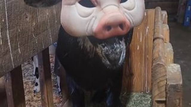 猪八戒羊！？ #国外视频分享 #奇妙的动物 #羊了个羊