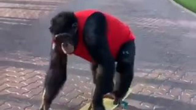 #国外视频分享 #奇妙的动物 #黑猩猩