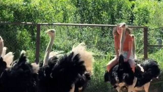 骑个鸟 #国外视频分享 #奇妙的动物 #鸵鸟