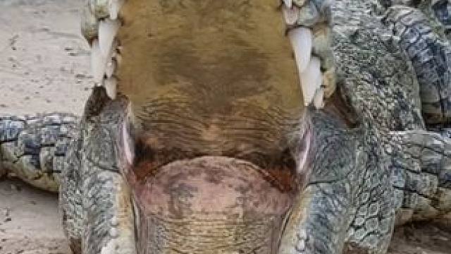 #国外视频分享 #奇妙的动物 #鳄鱼