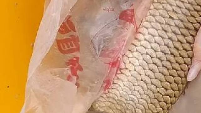 咱们的探钓之旅结束了，鱼货不重要，在此收获了快乐愉悦了心情。#钓罗非 #快乐垂钓 #户外钓鱼 #野钓