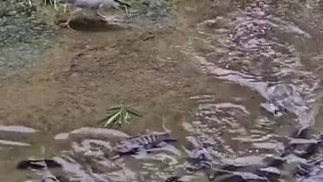 这只鸟智商肯定有问题的#动物的迷惑行为