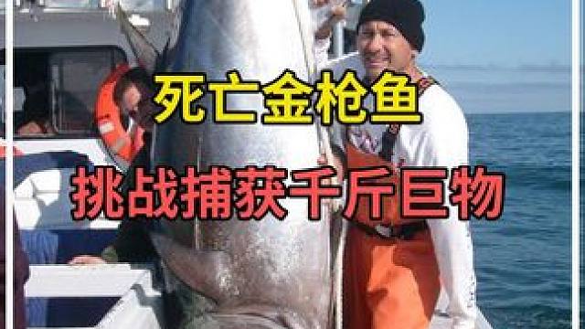 金枪鱼为什么这么贵？看看它是如何捕获的就知道了！ #捕鱼 #金枪鱼 #纪录片解说