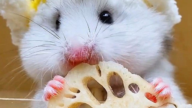 沉浸式吃莲藕片