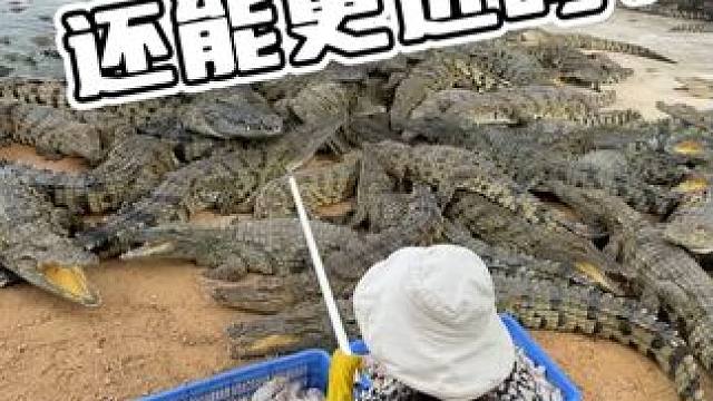 如果是你！你会如何应对？#鳄珍 #鳄珍鳄鱼酒 #鳄鱼养生酒 #鳄鱼养殖场 #鳄鱼