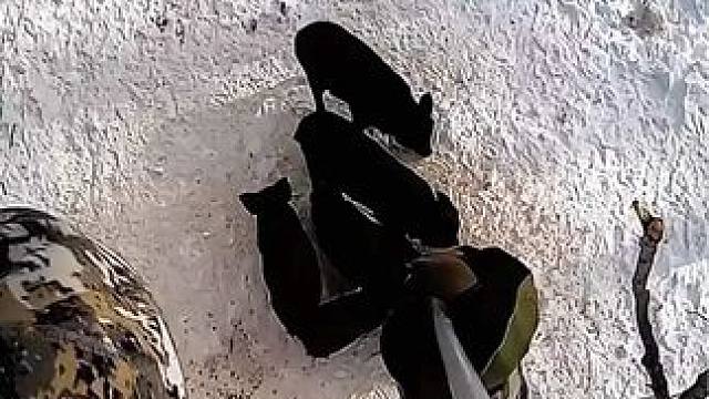 国外农场雪地下的野猪无所遁形 #原始技术 #荒野求生 #动物世界