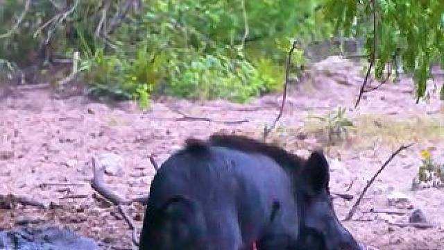 国外驱赶野猪花样百出 #纪录片解说 #原始技术 #荒野求生 #动物世界