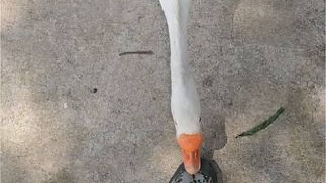 探寻碉堡路上偶遇的拦路鹅，一心就想咬我的解放鞋，可惜力度就和挠痒痒一样，最后被我提着脖子原地起飞(老