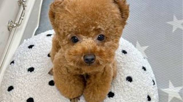 这狗是绝对不会亏待自己的！ #萌宠日常记录 #萌宠成精了 #狗狗的心思都写在脸上了 #狗狗