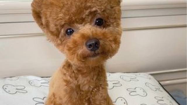 原来我的小狗自己在家时是这样的… 这就是为什么我去哪都想带着小狗的原因，真的不想让他们独自在家，看到