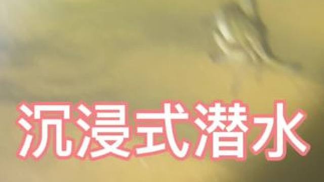 187，沉浸式潜水抓螃蟹#潜水 #游泳