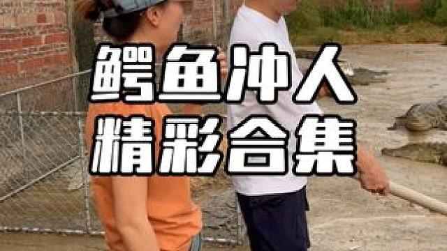 鳄鱼池的惊险刺激合集！ #鳄珍养生酒 #鳄珍鳄鱼酒 #惊险刺激