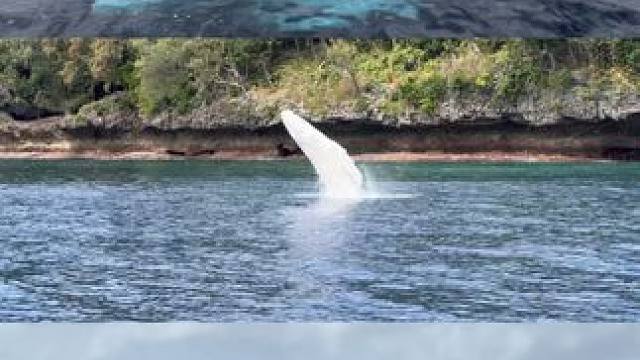 追鲸现场的快乐、尖叫
#旅行推荐官 #画面太美 #神奇的大自然 #旅行