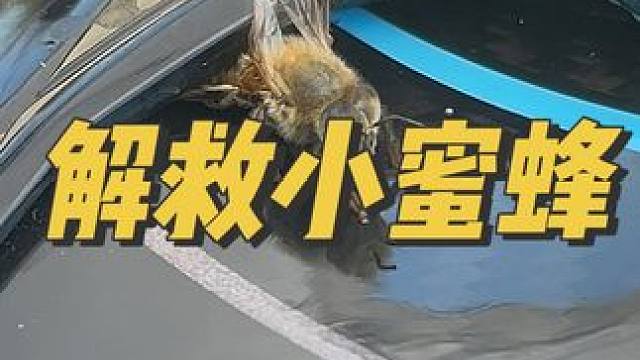 解救卡进头盔风道里的小蜜蜂 #带着影石骑摩托 #爱机车爱生活 #宇智波老九