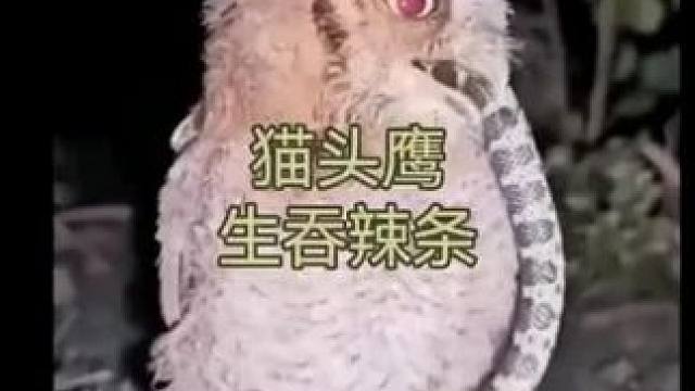 #人类动物和谐相处