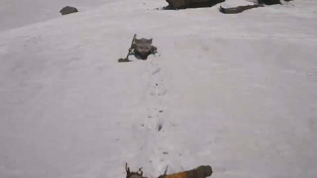 陈赫也算是黑悟空了，外国媒体说的宠物系统原来是八戒哈哈哈