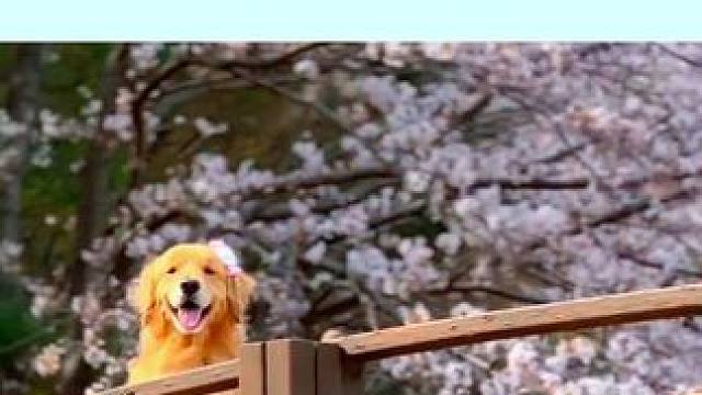 狗狗的日常#狗狗的日常#狗狗#狗狗的休闲时光#小狗的治愈瞬间#治愈小狗