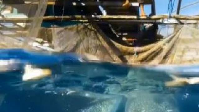 一口被吃掉数百条的鳀鱼被做成了小鱼仔#小鱼仔#小鱼干