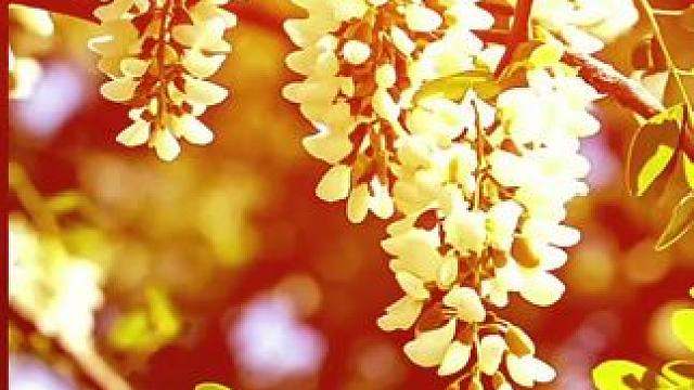 #手机随拍分享 #捕捉身边的花草 #好看的花分享给大家 #随拍记录生活