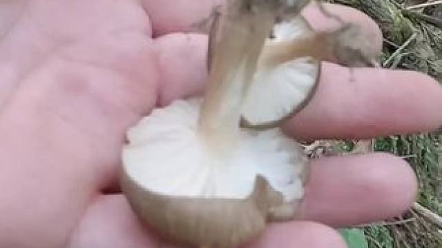 串了两天的山，给他确定的说一下，这几天确实没有长什么菌子。#捡菌子 #山珍美味 #山里生活 #牛肝菌