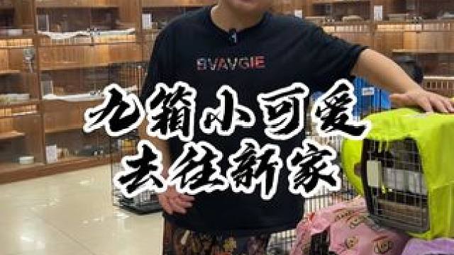 祝这些去往新家的小可爱新家幸福~#壮实说猫 #缅因