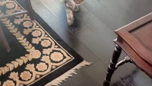 #猫咪 #动物的迷惑行为 #记录猫咪日常 #傻猫 #铲屎官的乐趣