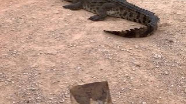 来鳄鱼池跑步又能运动，又能锻炼手臂#危险动作请勿模仿