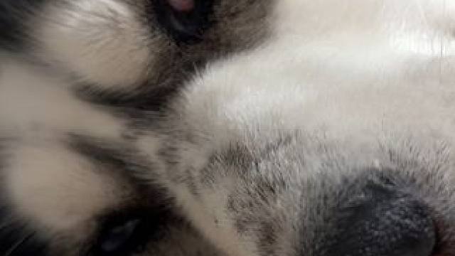 主人睡醒一睁眼，一个狗头直击眼帘，差点没把主人给吓死 #二哈 #哈士奇 #萌宠出道计划 #谁家还没个