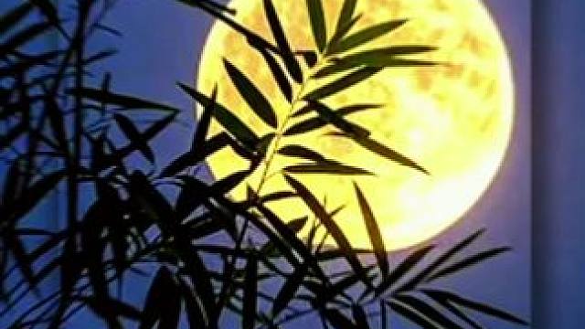 #手机随拍分享 #拍出自然美 #生活的美无处不在 #唯美意境