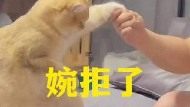 #歌曲适可而止 猫：我婉拒了哈，我是你得不到的猫！#喵星人 #萌宠#猫咪#铲屎官的乐趣