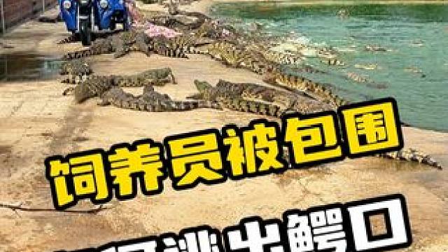 饲养员被包围，如何逃出鳄口#鳄珍 #鳄珍鳄鱼酒 #鳄鱼养生酒 #鳄鱼 #我的乡村生活