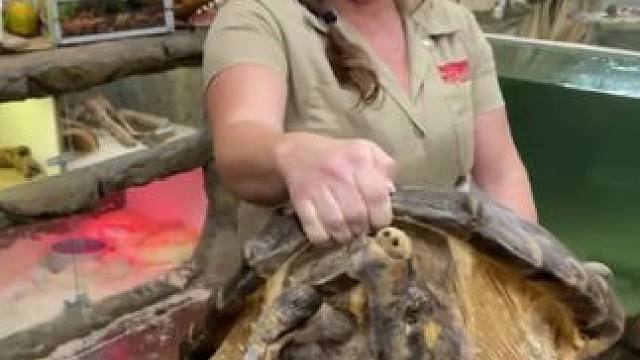 #国外视频分享 #奇妙的动物 #鳄龟