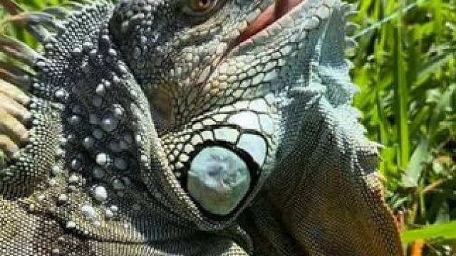 #国外视频分享 #野生动物零距离 #鬣蜥