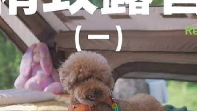 精致露营（一）在精致的帐篷里喝红酒、吃羊排，真是难忘的体验~#露营 #精致露营 #萌宠 #助眠 #户