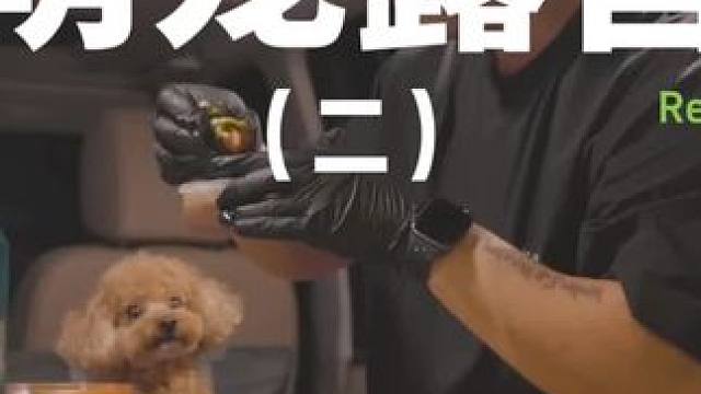 萌宠露营（二）#露营 #萌宠 #助眠 #户外露营 #解压